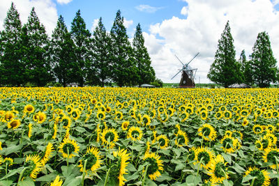 Scenic view of yellow flowers on field against sky