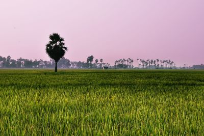 Scenic view of agricultural field against sky