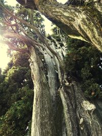 Close-up of tree trunk in forest