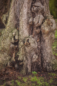 Close-up of a tree trunk