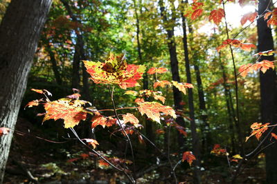 Autumn leaves on tree in forest