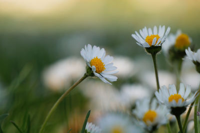 Close-up of white daisy flowers