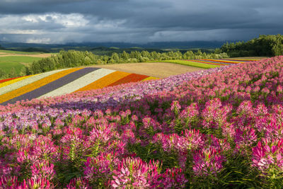 Scenic view of pink flowering plants on field against sky