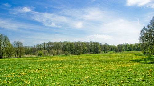 Scenic view of grassy field against sky