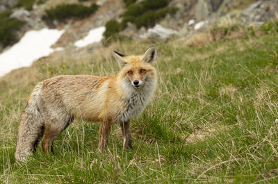 Portrait of fox in a field in retezat mountains 