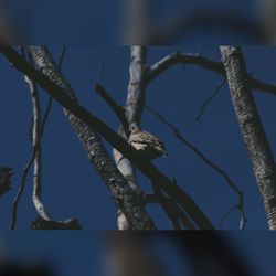 Low angle view of branches against blue sky