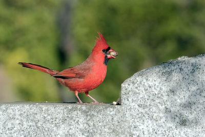 Close-up of bird perching on rock