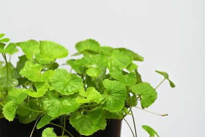 Close-up of fresh green leaves against white background