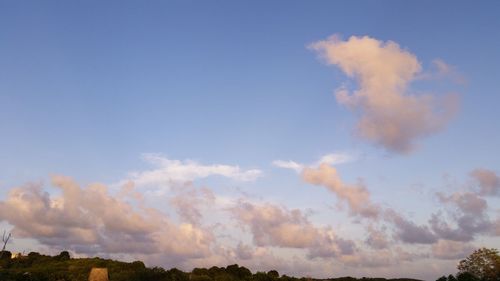 Low angle view of trees against blue sky