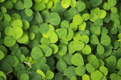 Full frame shot of green leaves