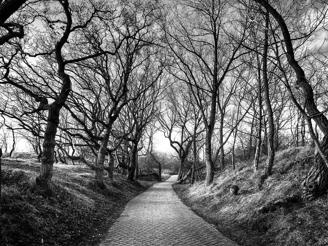 the way forward, tree, bare tree, tranquility, diminishing perspective, branch, tranquil scene, dirt road, vanishing point, nature, landscape, grass, field, footpath, road, transportation, scenics, beauty in nature, growth, narrow