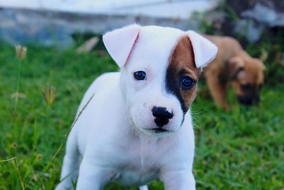 Portrait of puppy on field