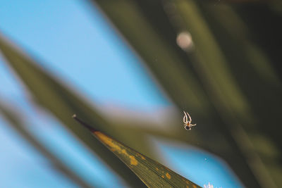 close-up