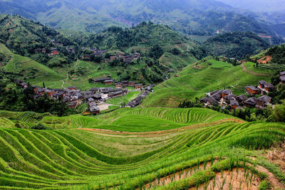 Scenic view of agricultural field