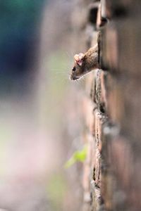 Close-up of rat amidst brick wall
