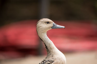 Close-up of a bird looking away