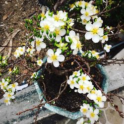 High angle view of white flowers blooming outdoors