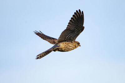 Low angle view of eagle flying against clear sky