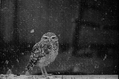 Bird perching on wall