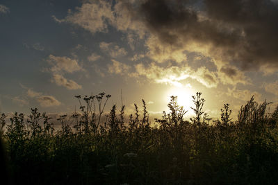 Silhouette plants on field against sky during sunset