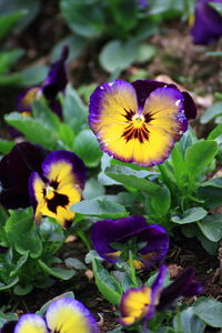 Close-up of purple flowers blooming outdoors