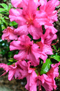 Close-up of wet pink flowers