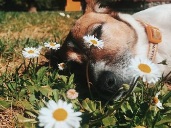 Close-up of a dog