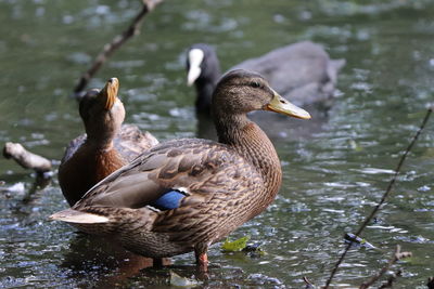 Mallard ducks in a lake