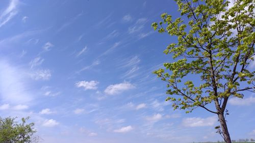 Low angle view of tree against sky