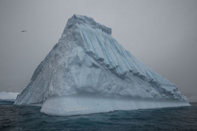 Kelp gull flying over an iceberg outside brabant island, antarctica.