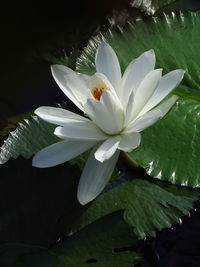 Close-up of white water lily