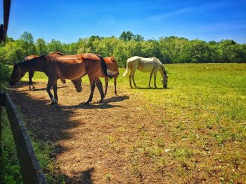 Horses grazing on field against sky