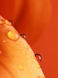 Close-up of drop on orange leaf