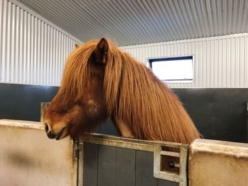 Horse in stable