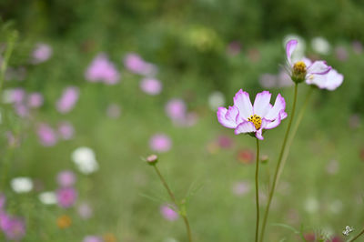 Close-up of pink flowering plant on field