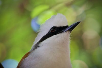 Close-up of a bird