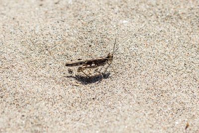 Close-up of crab on sand