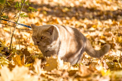 Cat standing in a field