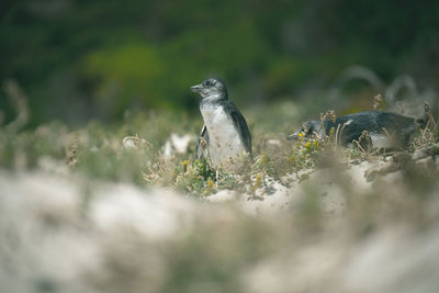 Close-up of bird on grass