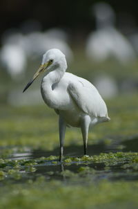 Egretta garzetta , white heron