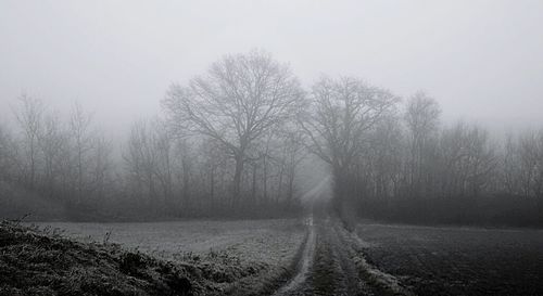 Road passing through forest