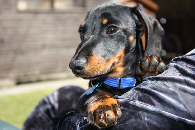 Close-up of dog looking away