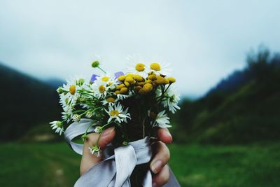 Cropped image of hand holding daisy flowers bouquet