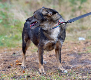 Black dog standing on field