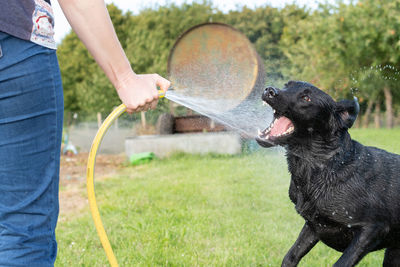Portrait of a black labrador being sprayed with a hose pipe