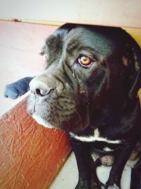 Close-up of dog looking away