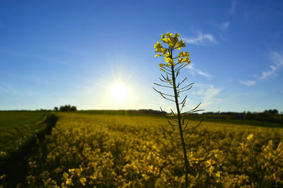 Full frame shot of yellow flowers in field