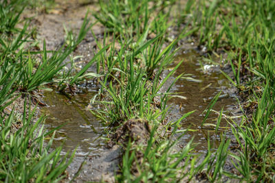 Close-up of grass in the forest