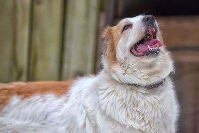 Close-up of a dog