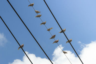 Low angle view of birds on cable against sky